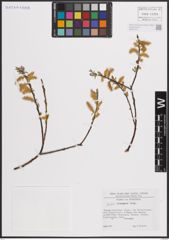 Foto von Salix eleagnos Scop.